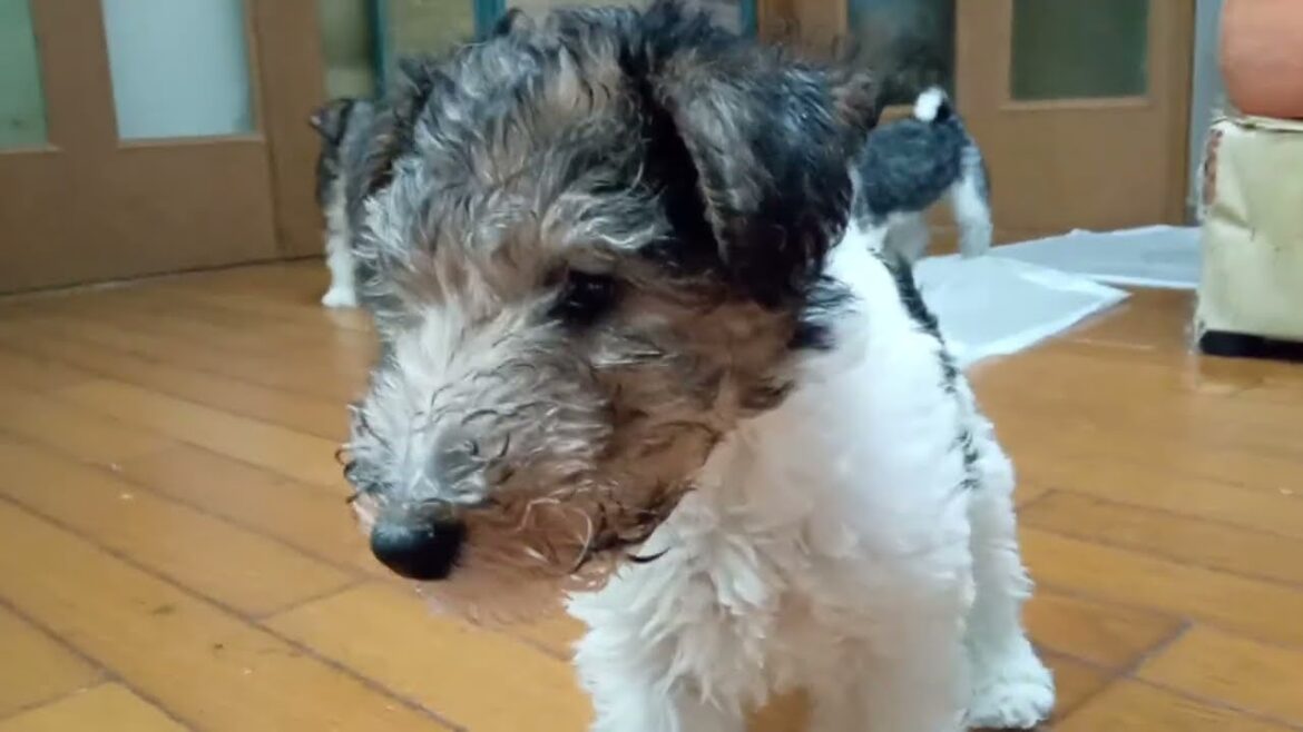 7/19生まれ-2　WireFox 仔犬