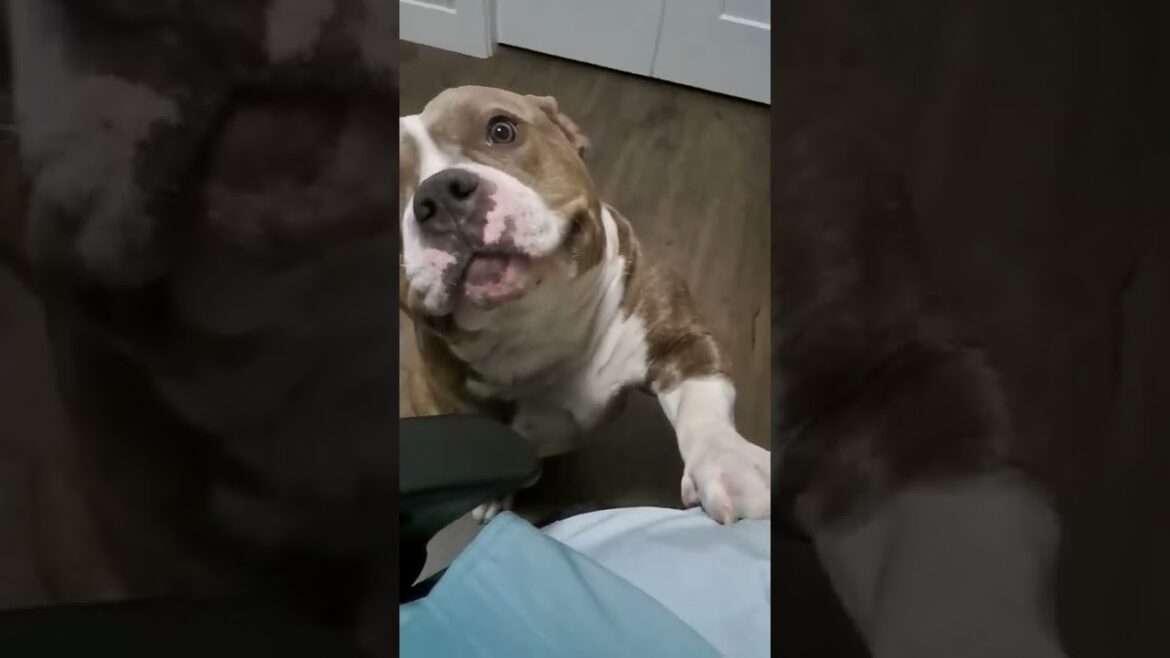 CUTE AMERICAN BULLY WANTS MORE HEAD SCRATCHES | #Dog #shorts