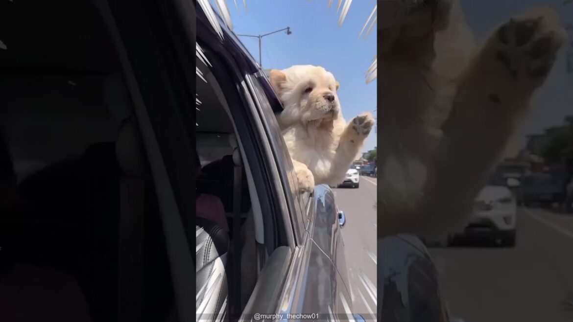 チャウチャウ見て癒されたら寝ろｗｗｗ #動物 #犬 #2ch動物スレ