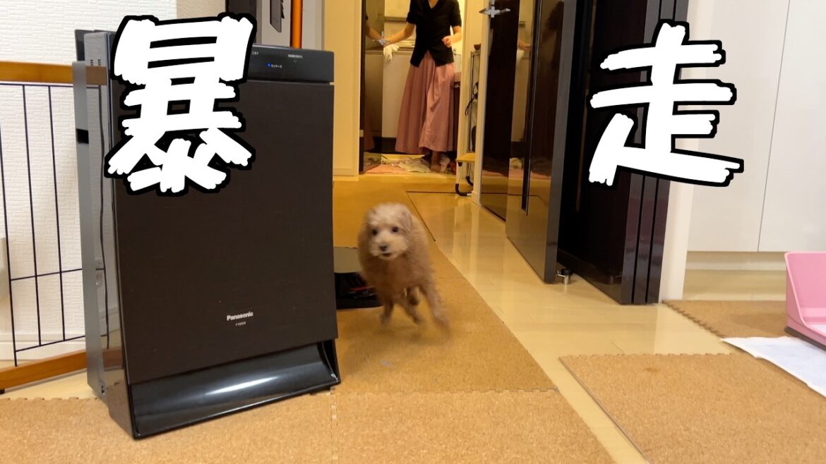 予想外のお風呂に愛犬が戸惑っていたらハプニングが起きたｗ