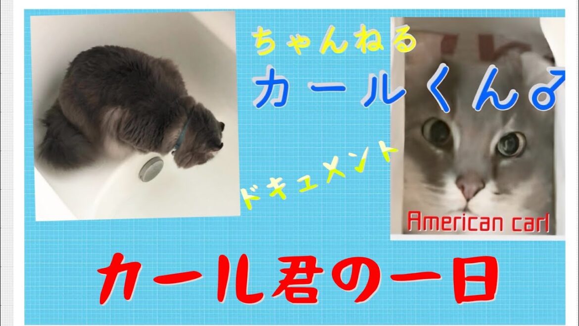 #011.A cat's day  アメリカンカールの1日
