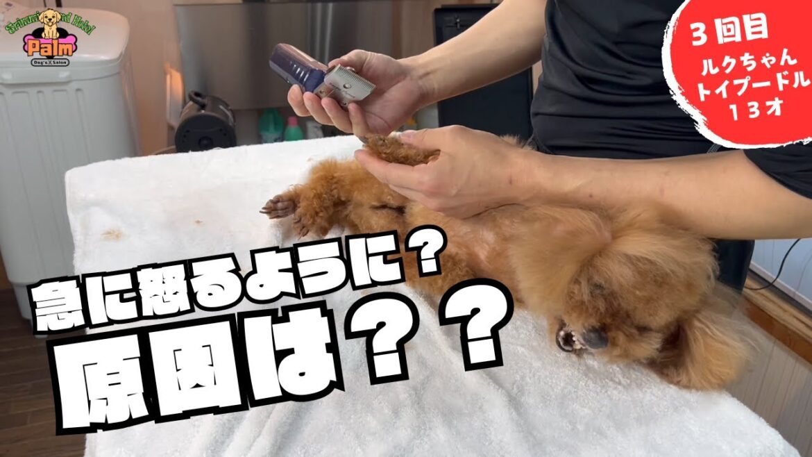 2週間前から急に後ろ足を触ると怒るように!?トイプードルの噛み犬トリミング!! 2週間前から急に後ろ足を触ると怒るように!?トイプードルの噛み犬トリミング!!