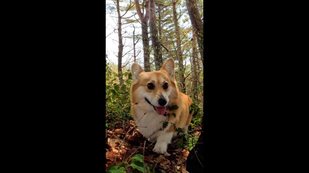 尾根道を進むコーギー / Corgi walking along the ridge #コーギー #サクラ #corgi
