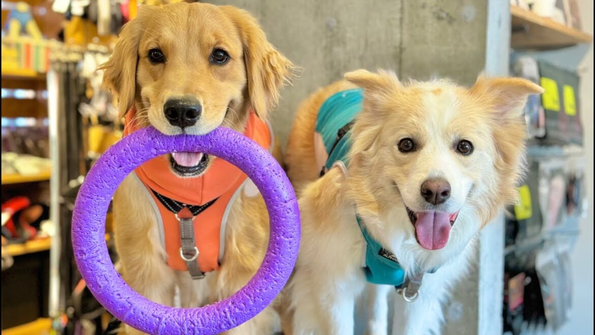 急展開なことが起きたのでご報告します🙇!!【#ボーダーコリー#ゴールデンレトリバー】 急展開なことが起きたのでご報告します🙇!!【#ボーダーコリー#ゴールデンレトリバー】