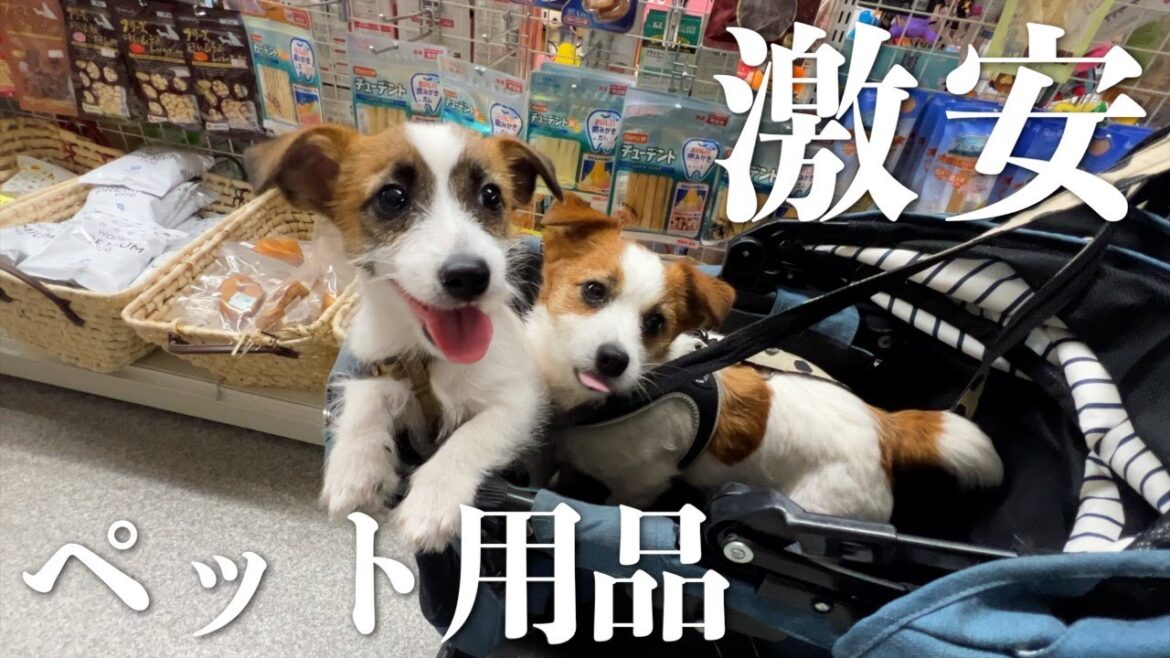 千葉県にある激安なペット用品店くりぃむがすごすぎた/ジャックラッセルテリア