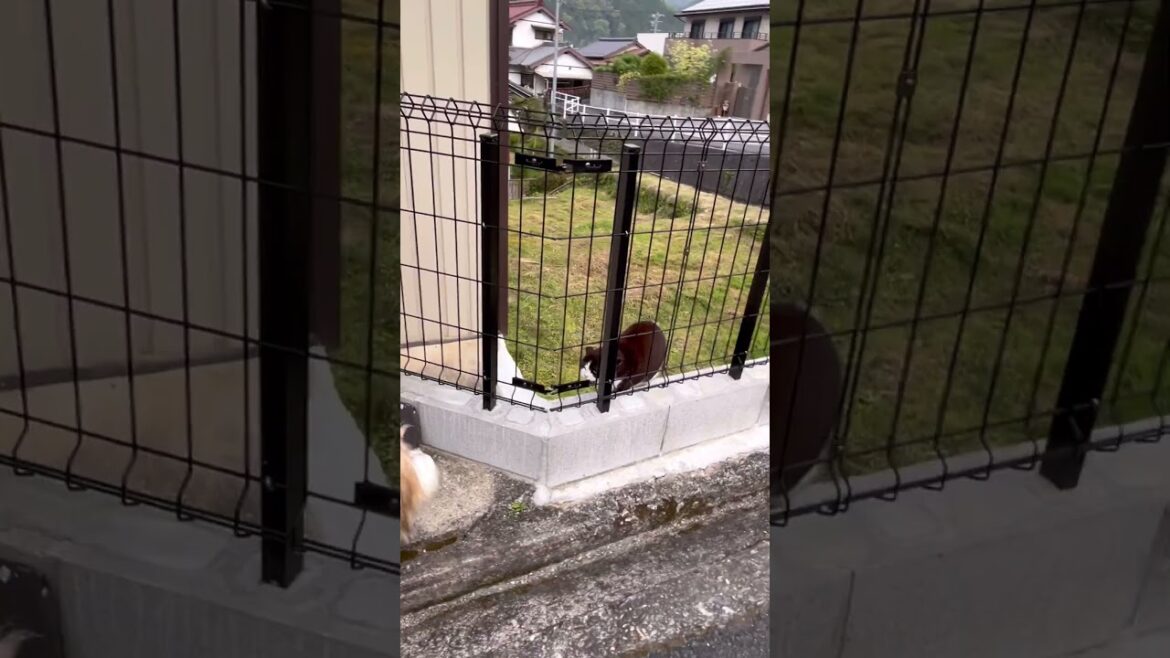 温室育ち犬、野良猫に立ち向かうが…  #shorts 温室育ち犬、野良猫に立ち向かうが…  #shorts