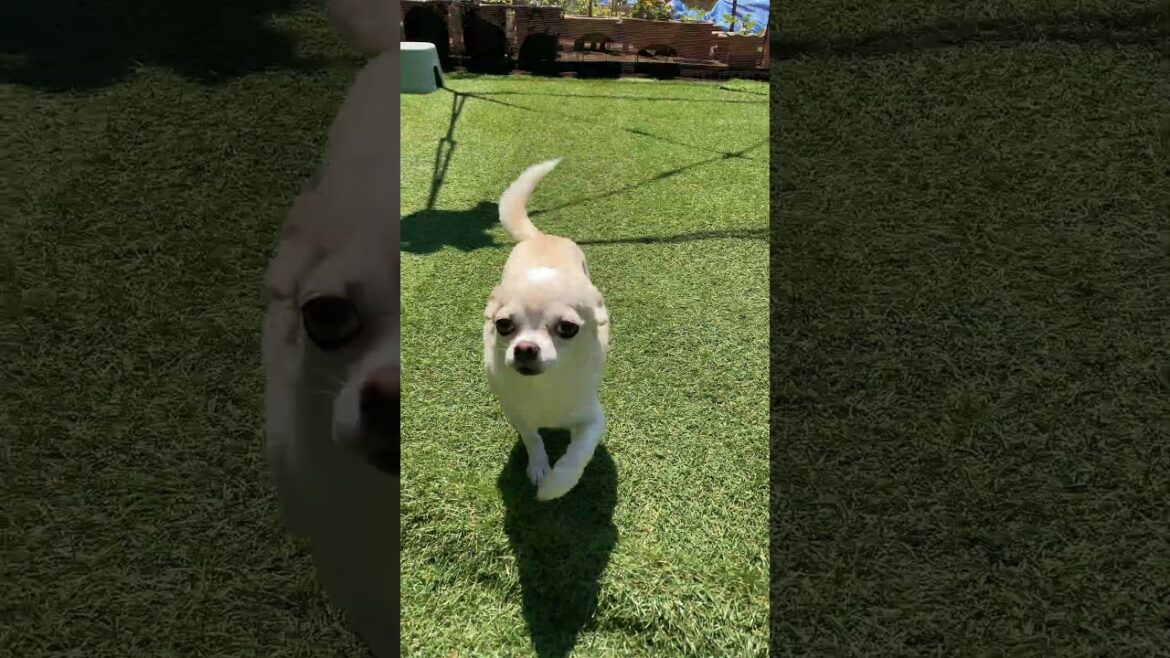 スムースコートチワワ チロルちゃん 初登場 #Shorts #dog