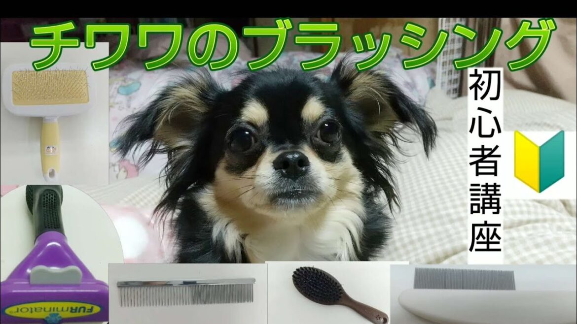 【初心者必見】ロングコートのブラッシング ・ブラシの使い方