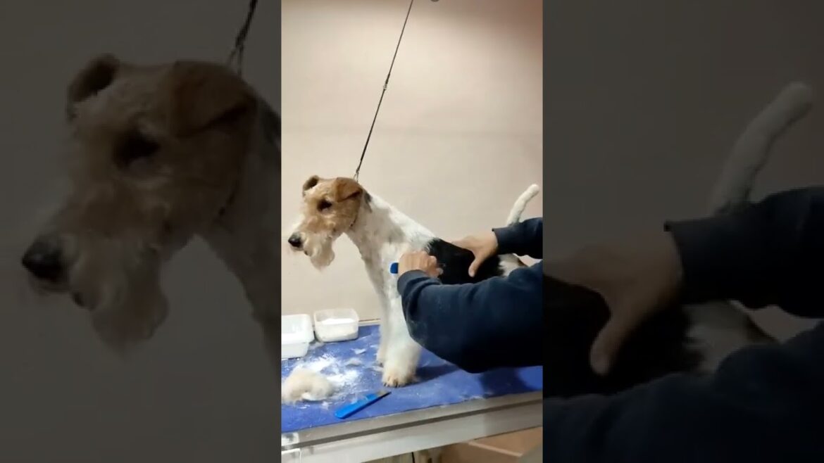 Peluquería canina Fox terrier - striping Albert Cabrera. Mantenimiento Fox