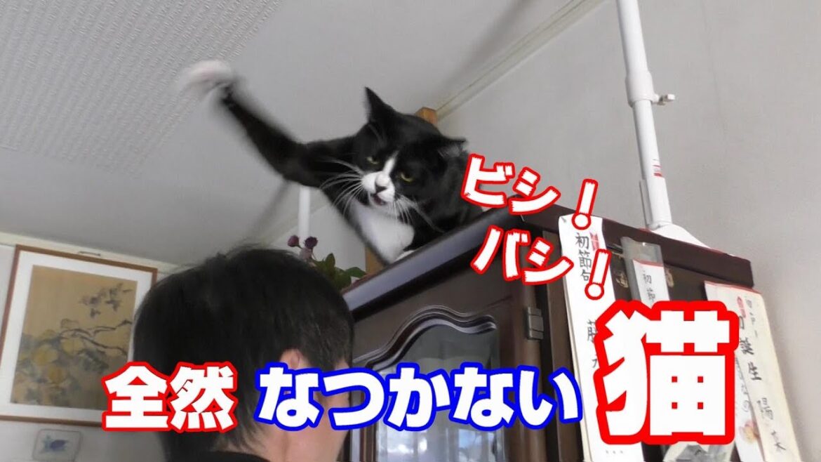 猫パンチ炸裂　全然なつかない猫をなつかせる２ ハウル beaten my head by a cat