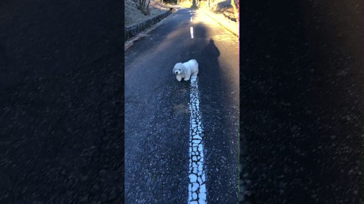 ひょこひょこ ひょこ🐾 ぽちのおさんぽ 🐾