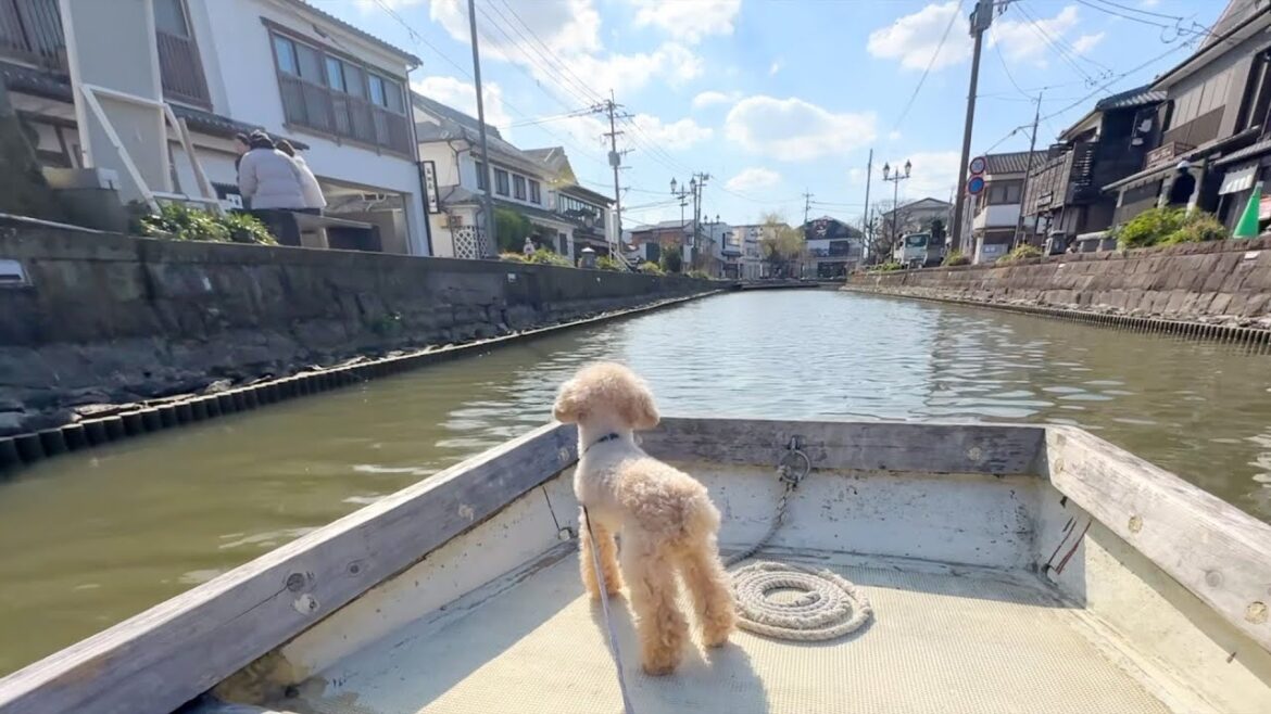 初めて舟に乗った犬の反応がこちら【トイプードル】