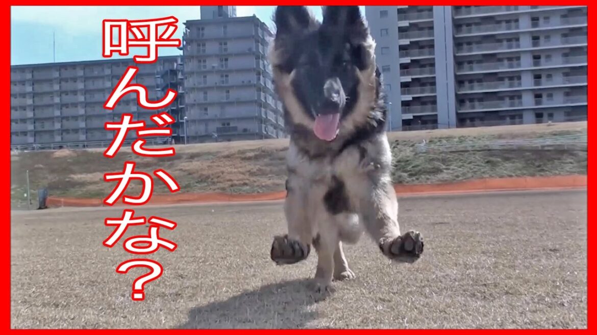 ジャーマンシェパード犬は子供でも耳がイイね! ジャーマンシェパード犬は子供でも耳がイイね!