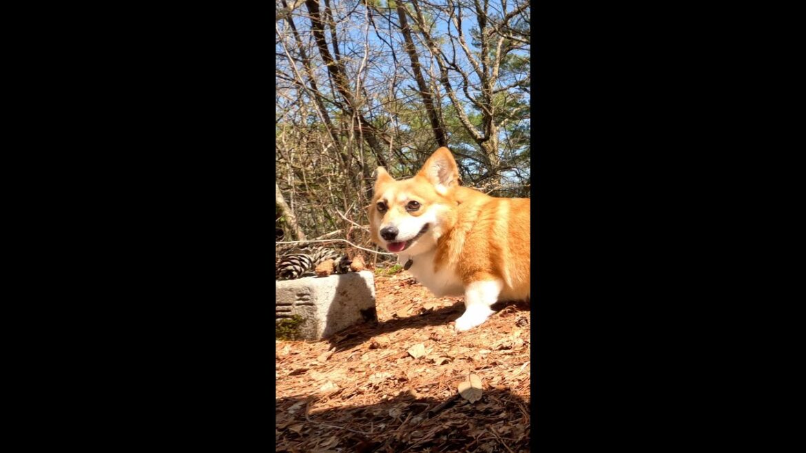 三角点に立つコーギー / Corgi standing at the triangle point #コーギー #サクラ #corgi