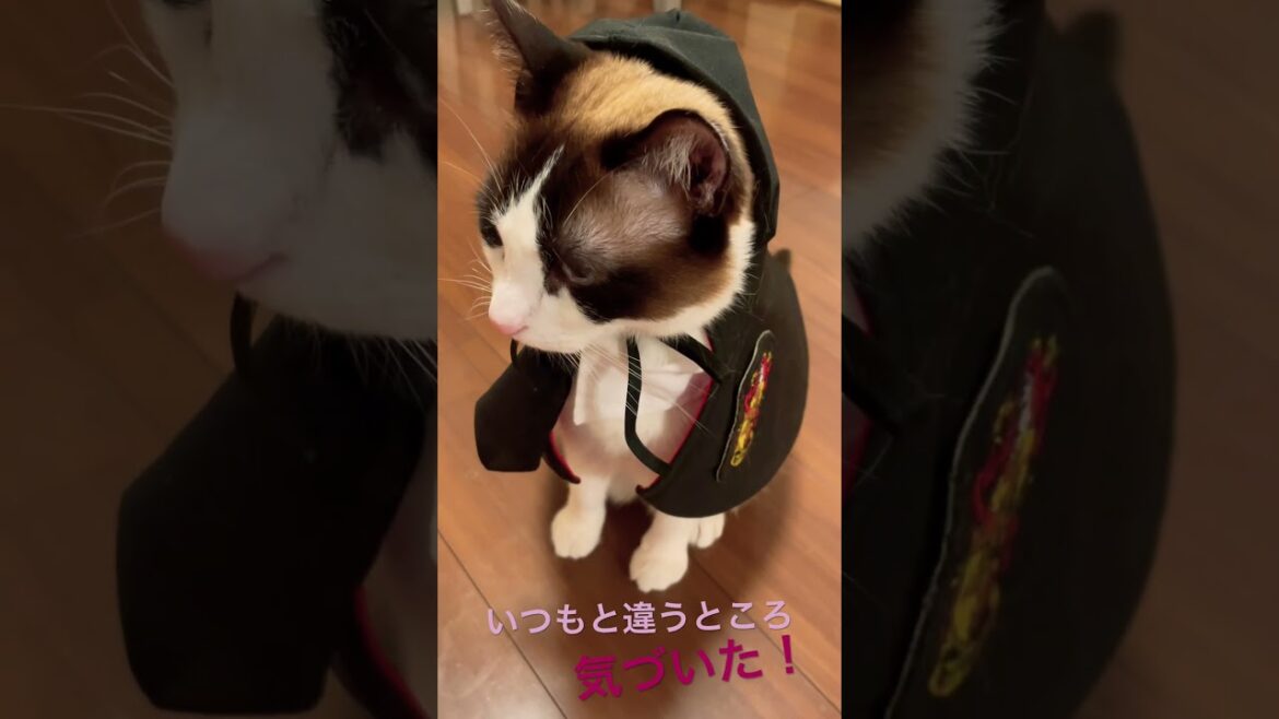 気付いて欲しいのにゃ～とこちらを見てくるスノーシュー猫 #shorts  #funny