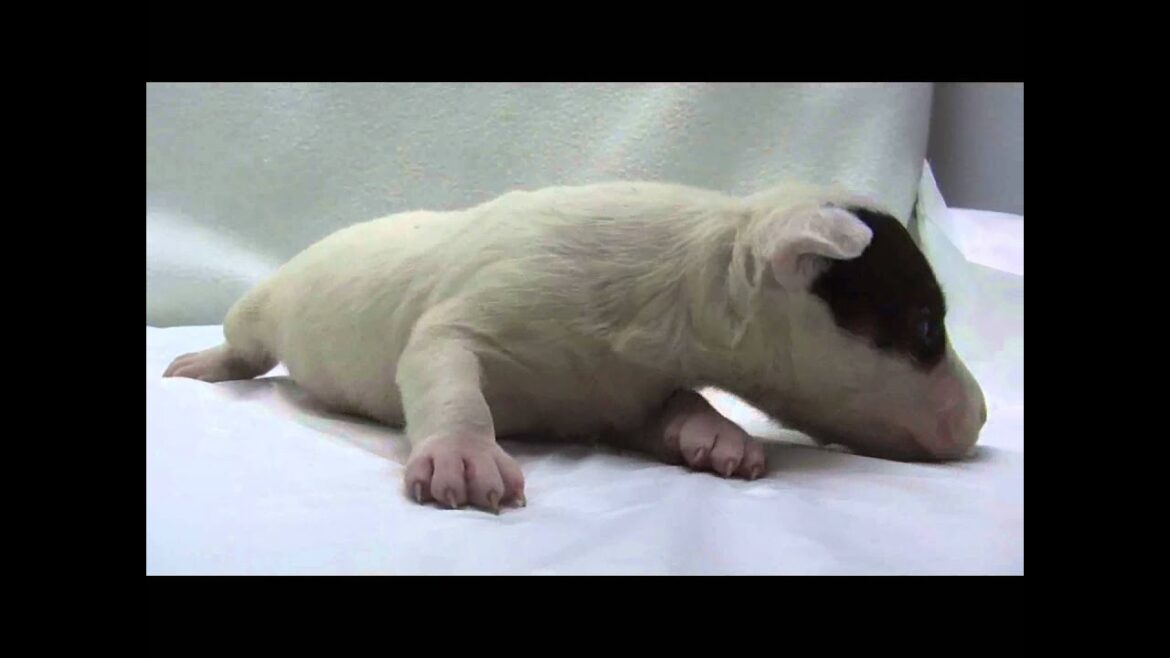 ミニチュアブルテリアの子犬04