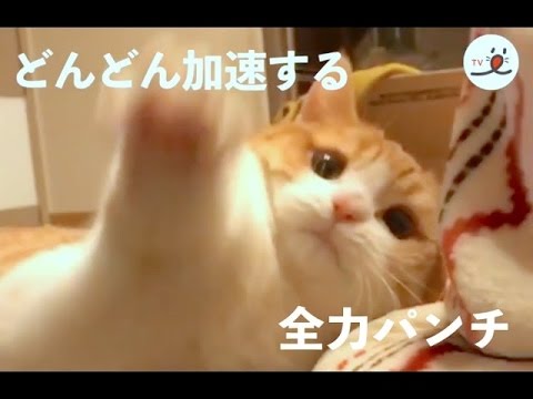マンチカンが繰り出す怒涛の猫パンチ! あまりのかわいさにノックダウンされちゃう☺【PECO TV】 マンチカンが繰り出す怒涛の猫パンチ! あまりのかわいさにノックダウンされちゃう☺【PECO TV】