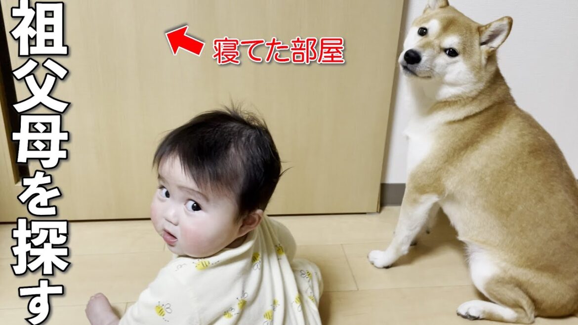 帰ってしまったお爺ちゃんお婆ちゃんを探し回る赤ちゃんと柴犬 帰ってしまったお爺ちゃんお婆ちゃんを探し回る赤ちゃんと柴犬