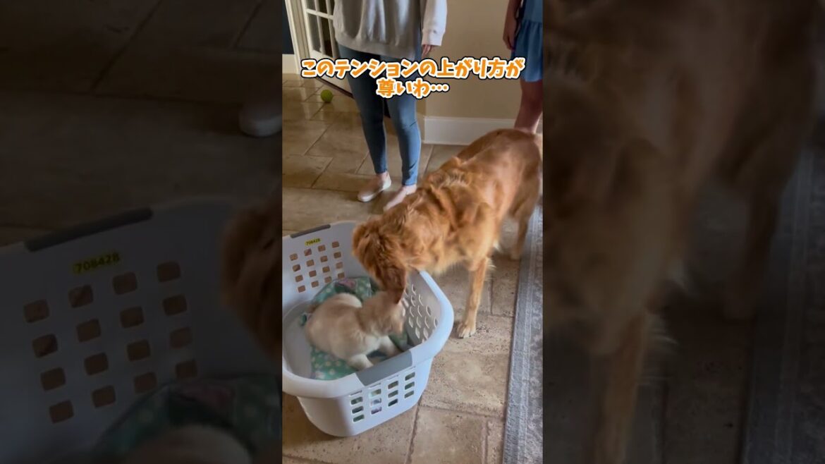 ゴールデンレトリーバー見て癒されたら寝ろwww #動物 #犬 #2ch動物スレ ゴールデンレトリーバー見て癒されたら寝ろwww #動物 #犬 #2ch動物スレ