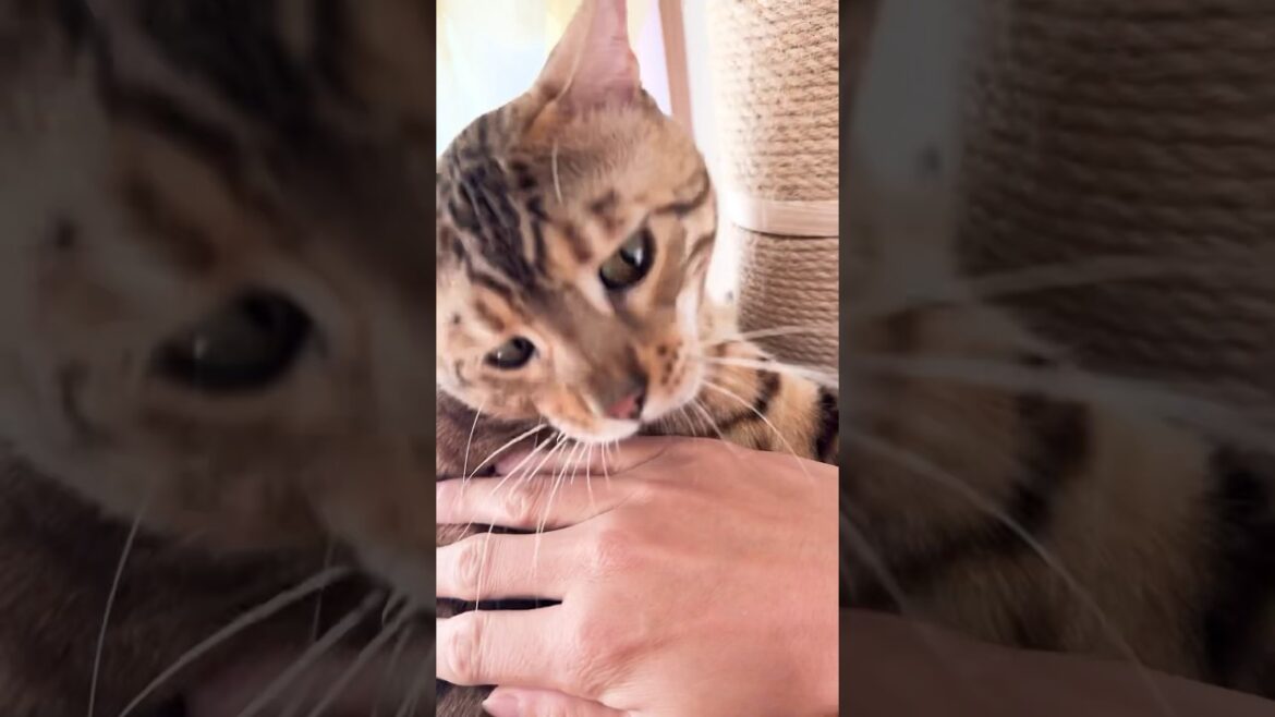 間違えて手を噛んでしまい気まずいベンガル猫 #shorts