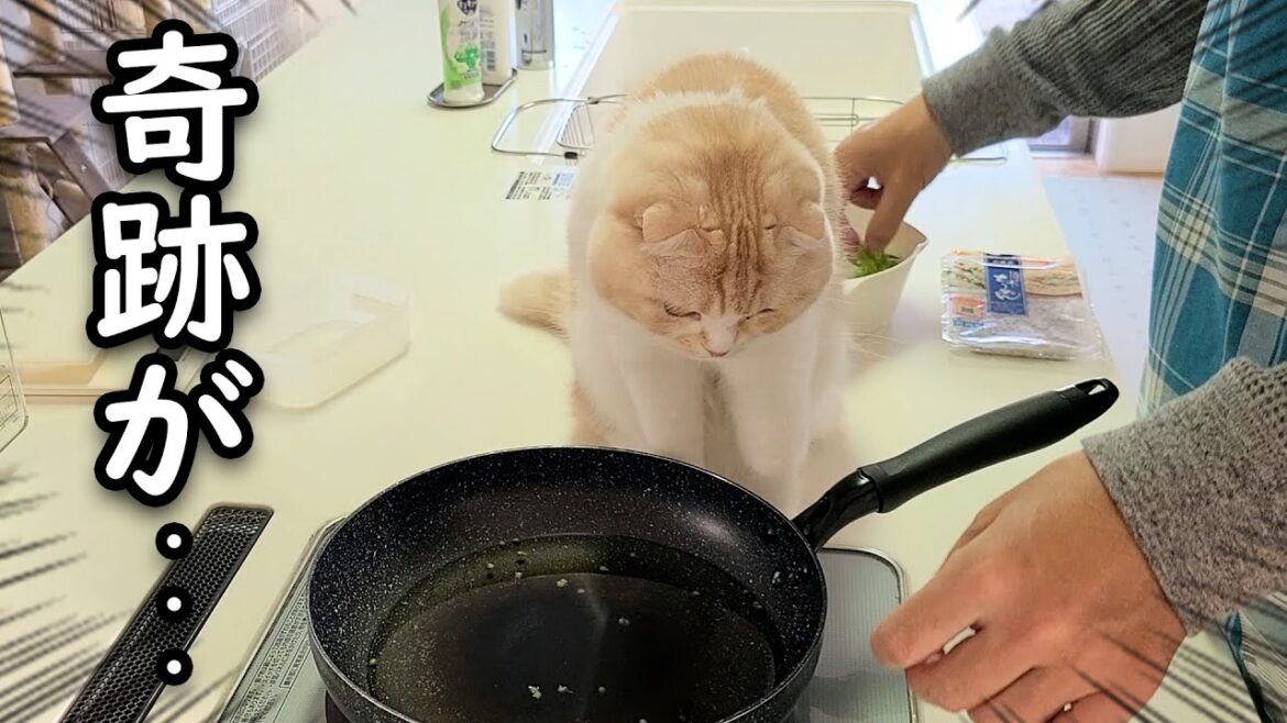 絶望したので爆買いしてあるものを作ってみた結果… 絶望したので爆買いしてあるものを作ってみた結果...