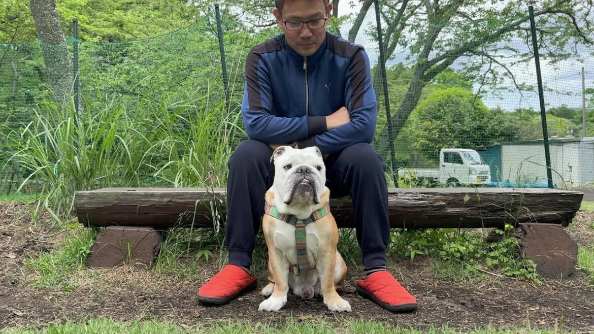 ドッグランで一歩もRunしないブルドッグのぶるまる ドッグランで一歩もRunしないブルドッグのぶるまる