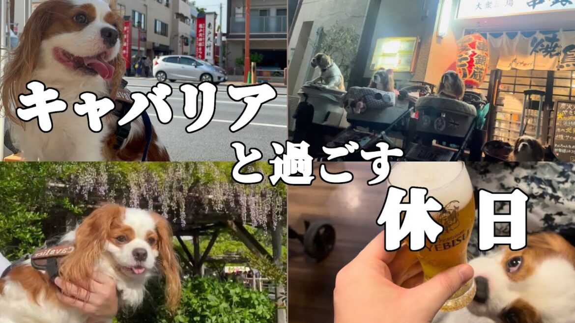 キャバリア犬と過ごす休日【東京亀戸編】 キャバリア犬と過ごす休日【東京亀戸編】