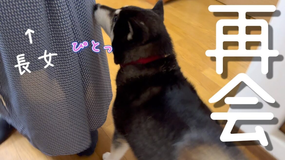 【再会】大好きなお姉ちゃんが突然現れてそっと確認する柴犬（№173）