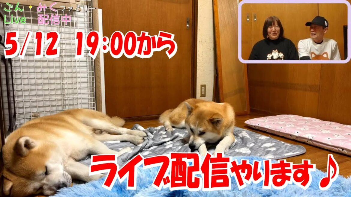 ごん・みくファミリー♡　ライブ配信♪　秋田犬【ごん・みく チャンネル】