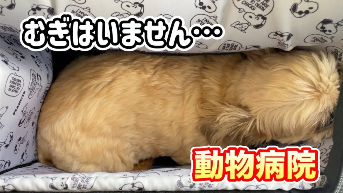 2024狂犬病予防注射 動物病院へ行きました チワワ×シーズー