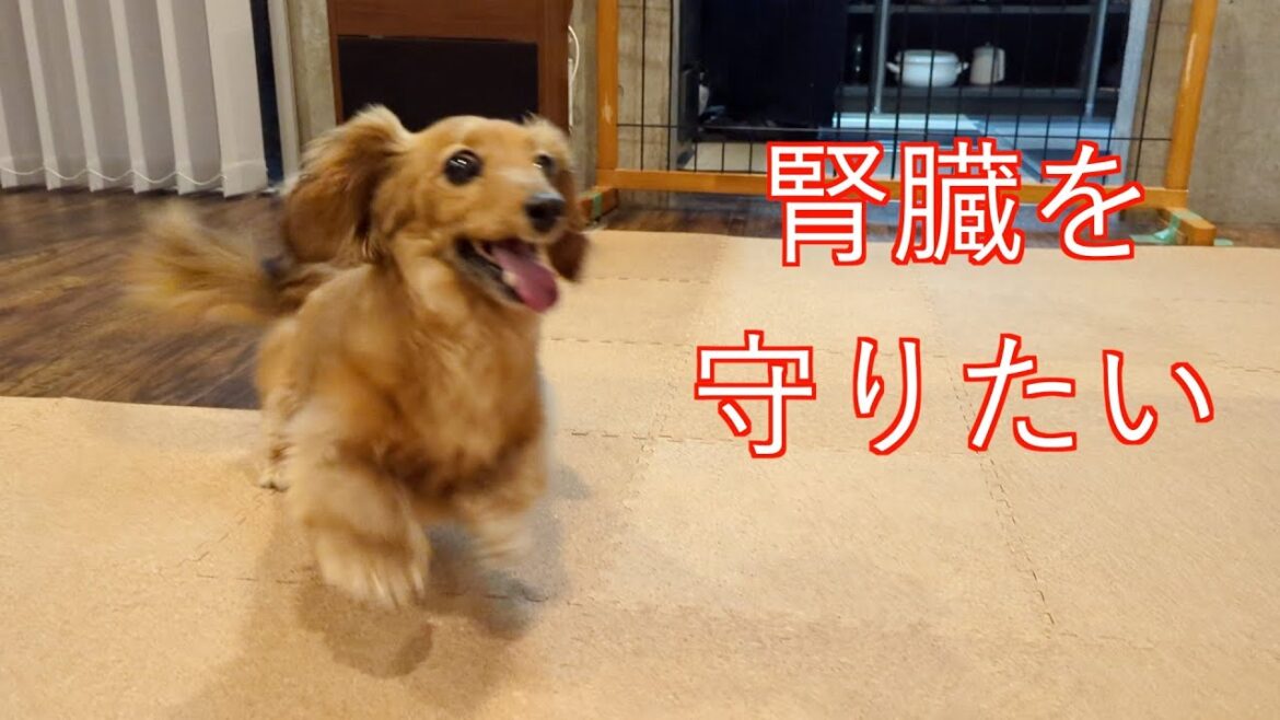 次の腎臓検査に向けて食事改善を開始しました【カニンヘンダックスえびすの日常】 次の腎臓検査に向けて食事改善を開始しました【カニンヘンダックスえびすの日常】