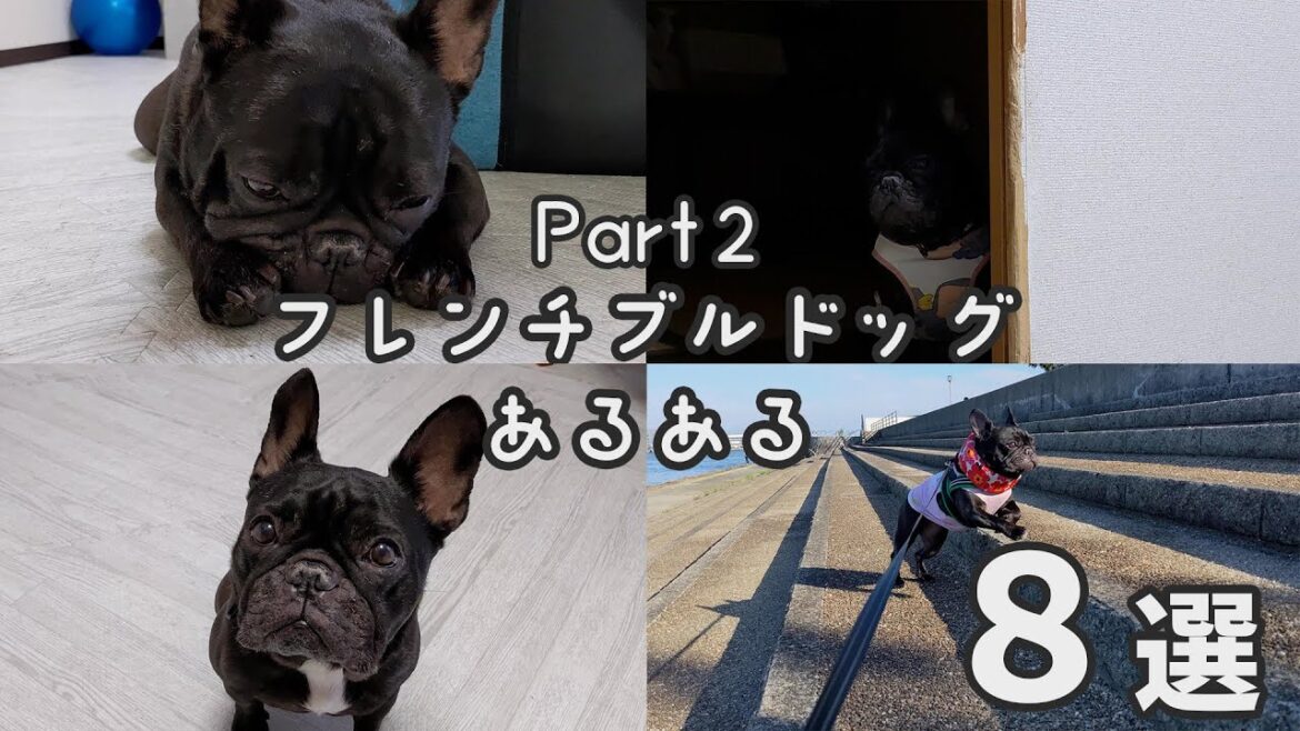 【沼る魅力】フレンチブルドッグあるあるPart２【8選】