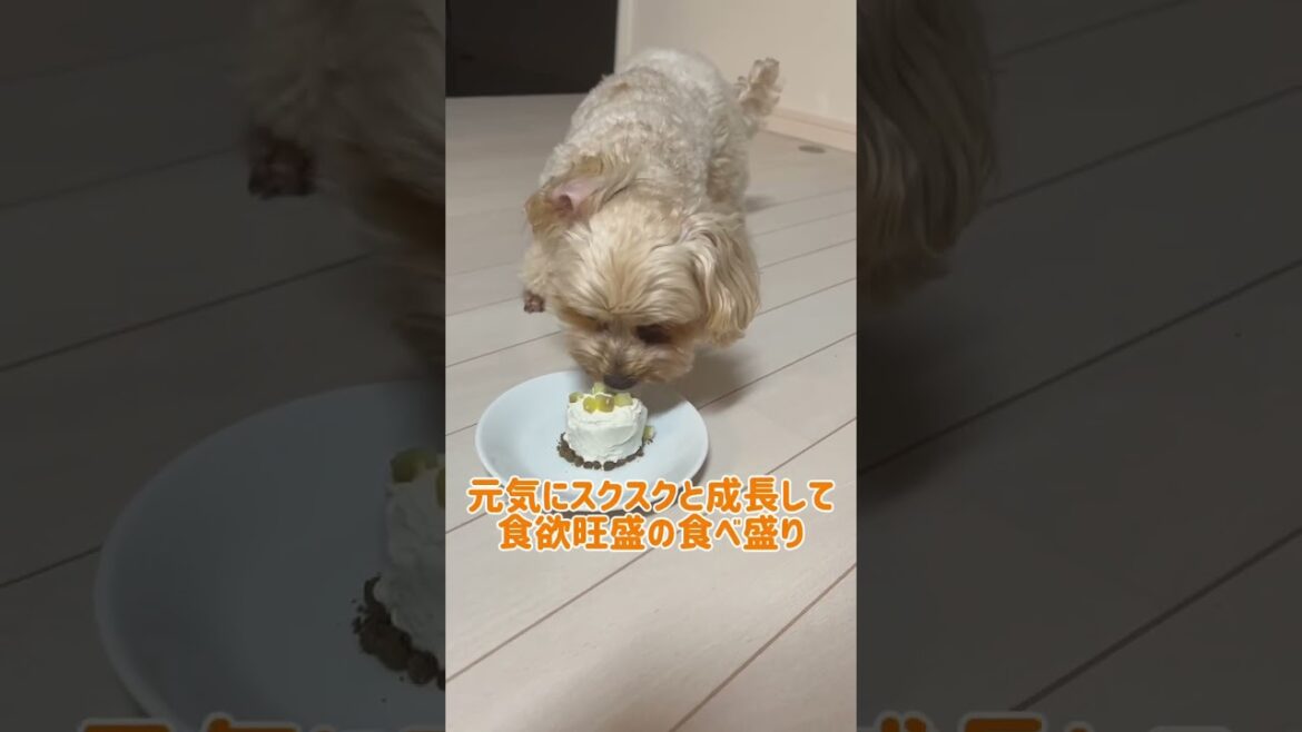 【れおぱおチャンネル】福島からお便りが届きました🐶ハッピーバースデーきなこちゃん🎁　#愛犬　#多頭飼い  #シュナウザー  #れおぱおチャンネル  #dog