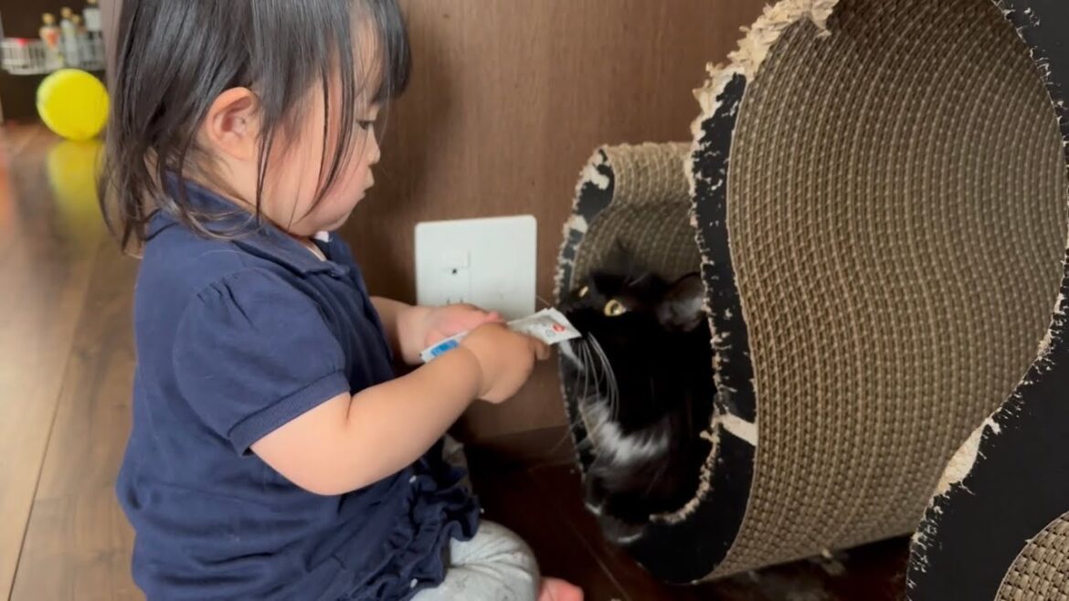 パンケーキを待つ猫　ラガマフィンA cat waiting for pancakes. Ragamuffin