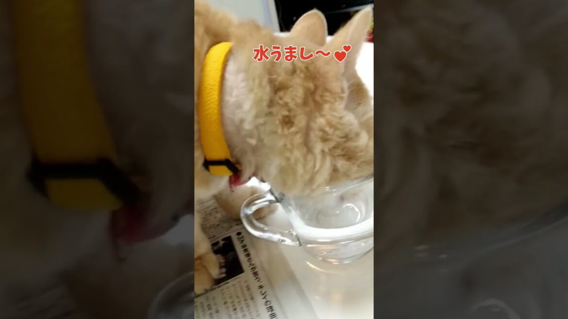 【ぽっちゃん家】水道から直で水飲んでみた　vol.44　#猫 #cat #shorts