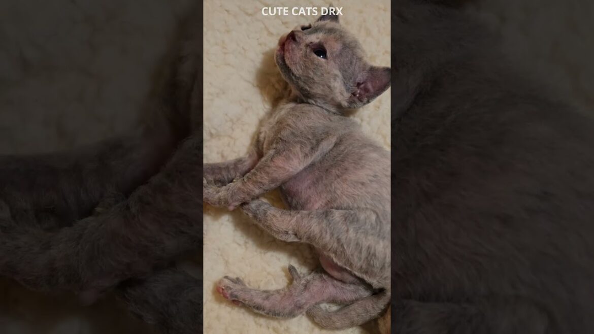 20 Day Old Kittens Devon Rex #shorts 20 Day Old Kittens Devon Rex #shorts