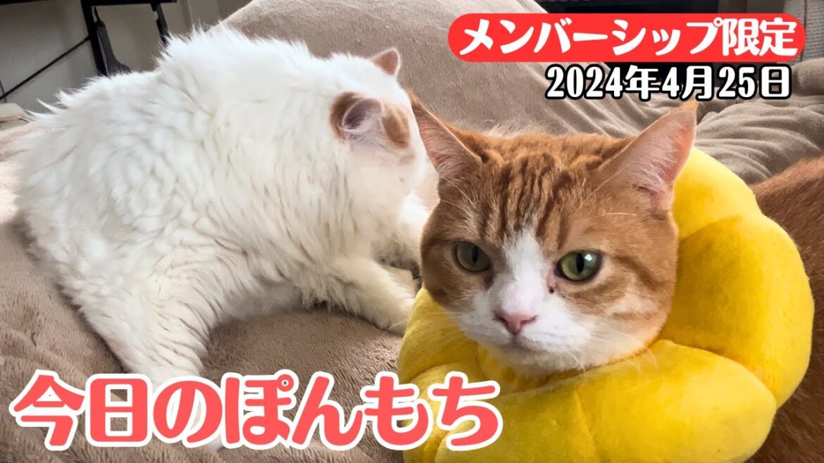 【特別公開】この動画は4月25日にメンバー限定で公開した動画です! 【特別公開】この動画は4月25日にメンバー限定で公開した動画です!