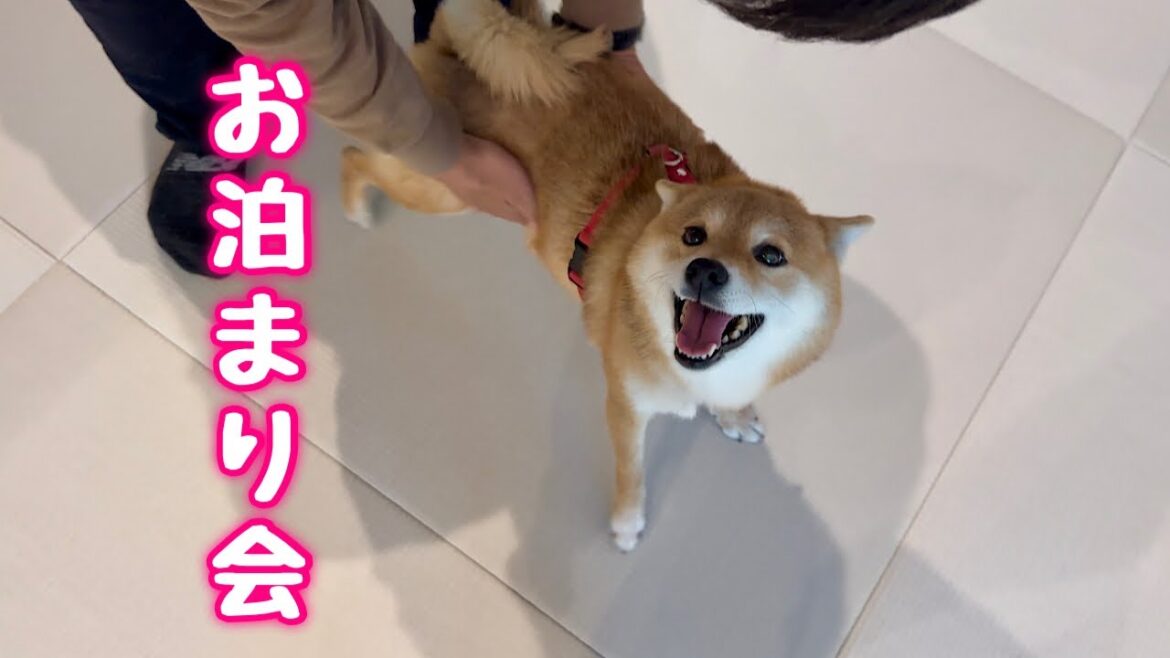 初めてお友達とお泊まり会をしたら嬉しすぎて終始ご機嫌な柴犬が可愛い