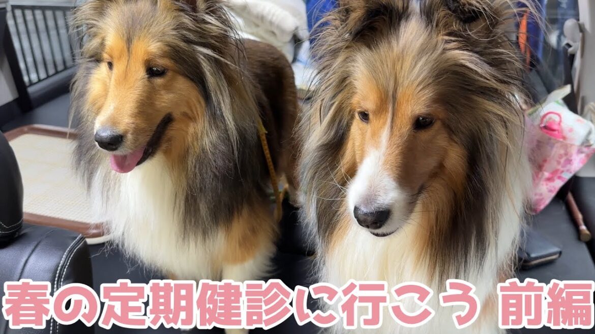 【シェルティ】春の定期健診に行こう病院【前編】 【シェルティ】春の定期健診に行こう病院【前編】
