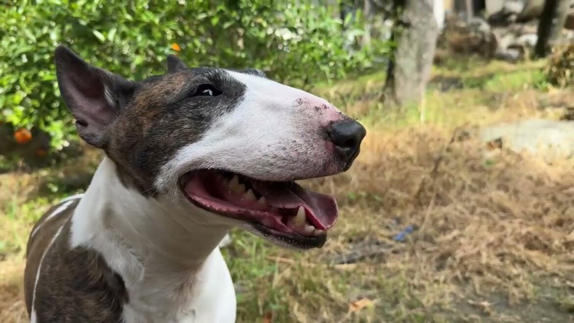 【ブルテリア】春のチャコぱん