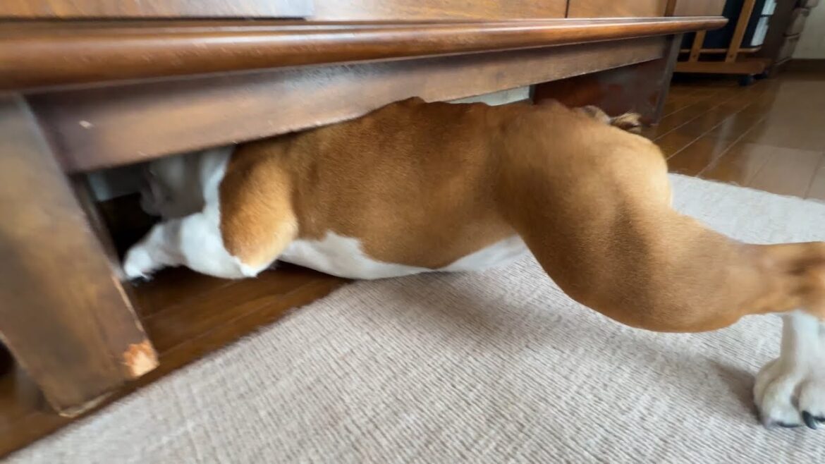 おもちゃを追いかけた結果、棚の下にハサまるこ