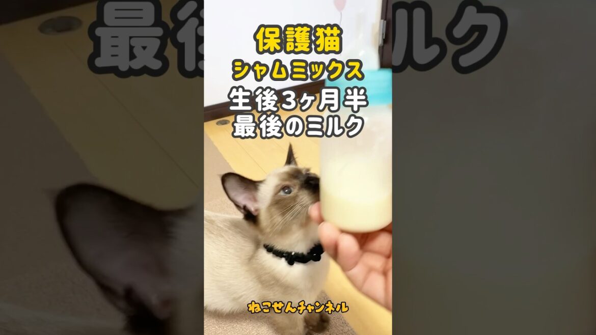 【保護猫シャム】最後のミルク姿🍼哺乳瓶への興奮は健在😊✨(真冬に保護した子猫) | ねこせん 【保護猫シャム】最後のミルク姿🍼哺乳瓶への興奮は健在😊✨(真冬に保護した子猫) | ねこせん