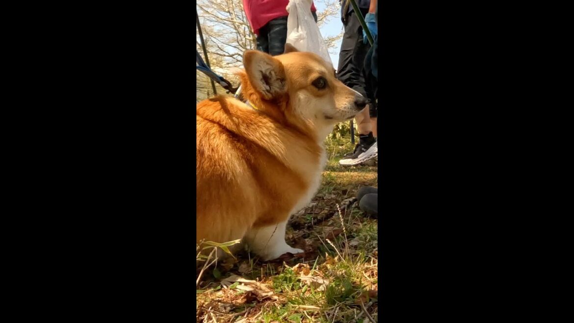 山菜採りの人たちに声をかけられ嬉しそうなコーギー / A corgi exchanging casual greetings with people picking wild vegetables