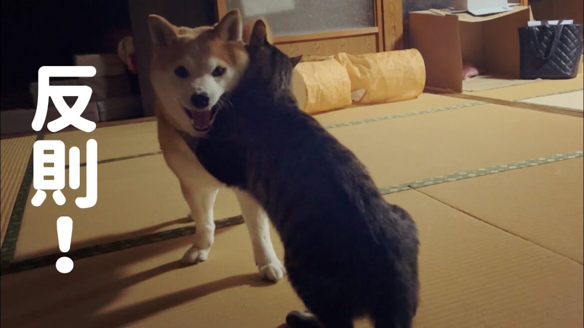 まだ眠くない猫たちに手を焼く柴犬 Cats aren't sleepy yet