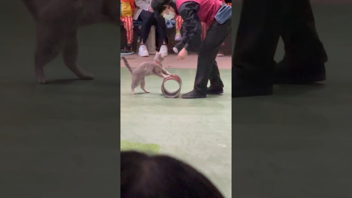 #shorts ラパちゃんの丸太乗り〜？　なかなか見れない猫によるショー ザ・キャッツ　那須どうぶつ王国にて　2023年4月23日