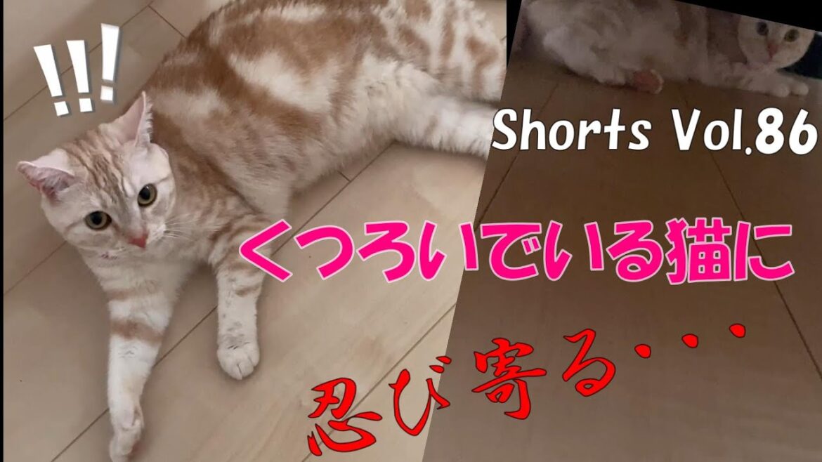 ＃Shorts＃マンチカン＃猫おもしろ 【猫しゃべる関西弁】くつろいでいる猫に忍び寄る・・・【マンチカン】Creeping on a relaxing cat ...