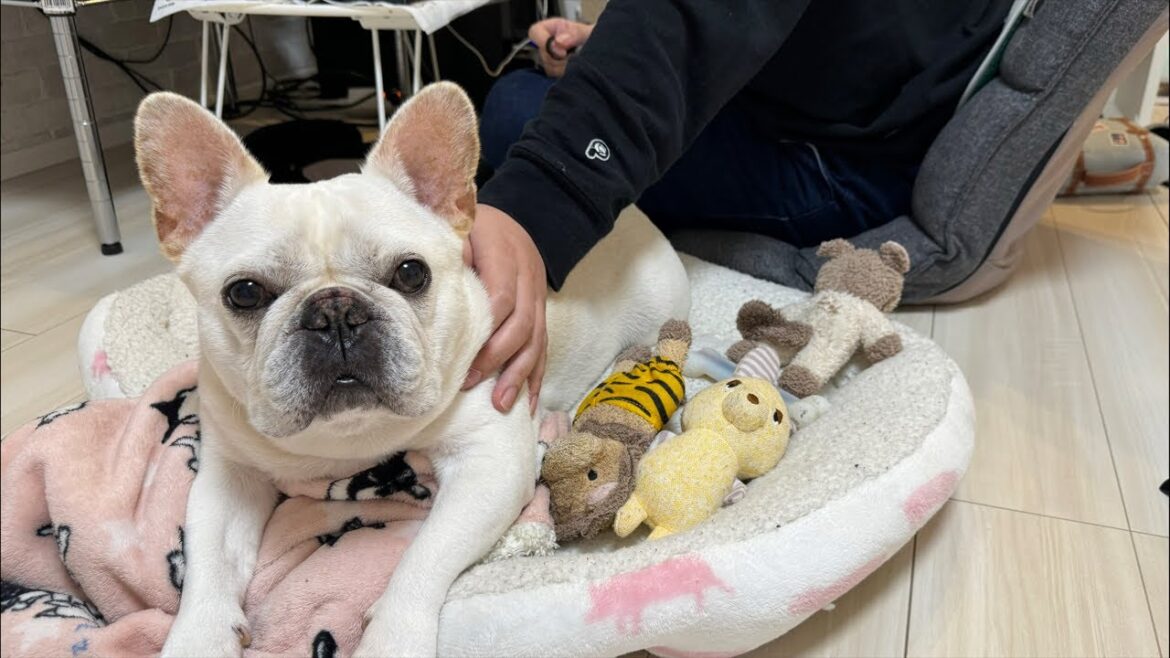 お手伝いさんコロナから復活🥹✨️【フレンチブルドッグ frenchbulldog】