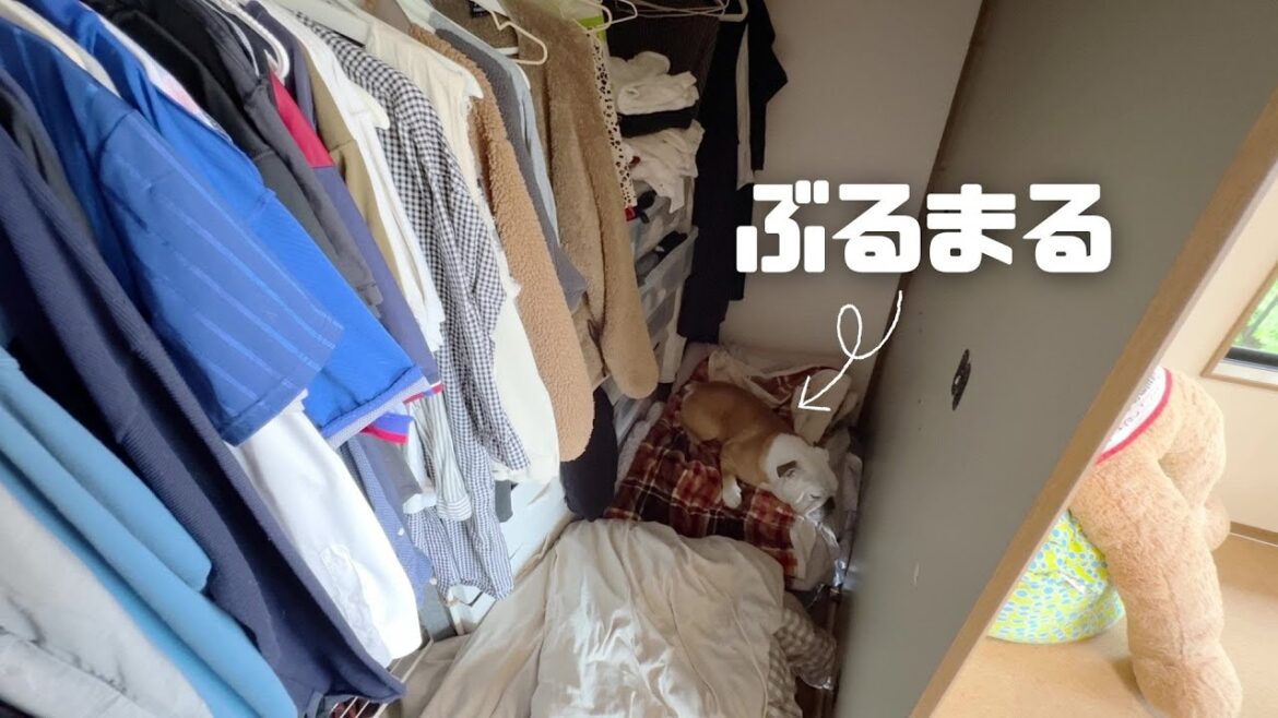 ドラえもんに良い寝床を教えてもらったブルドッグのぶるまる