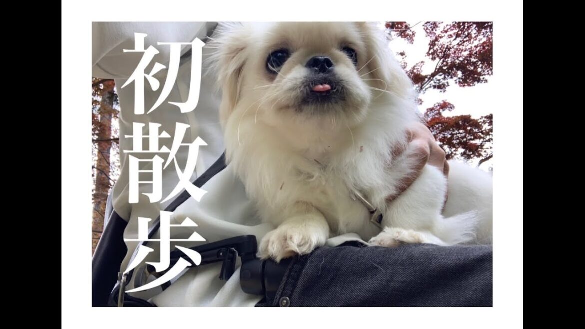 生後４ヶ月の子犬ペキニーズを初めて散歩させました【ムーチョ】-Pekingese-