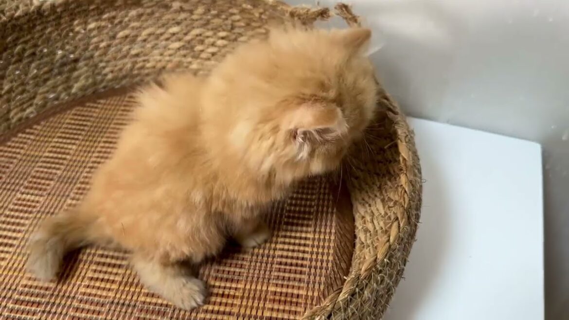 セルカークレックス（2024/3/28生まれ）1【撮影日：2024/5/13】